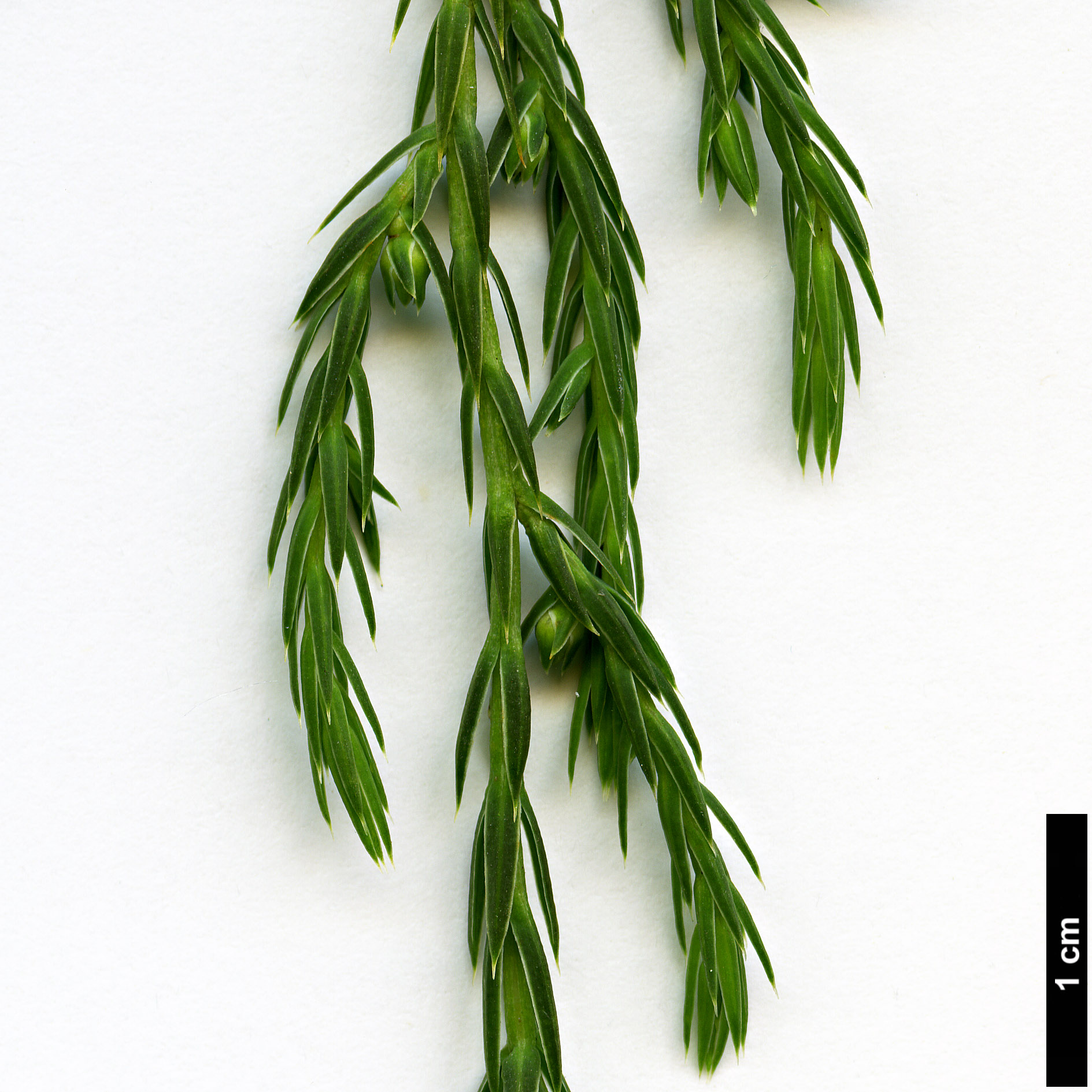 High resolution image: Family: Cupressaceae - Genus: Juniperus - Taxon: recurva - SpeciesSub: var. coxii